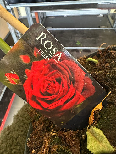 Opstammet rose - røde