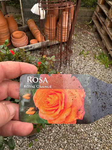 Opstammet rose - Royal Orange