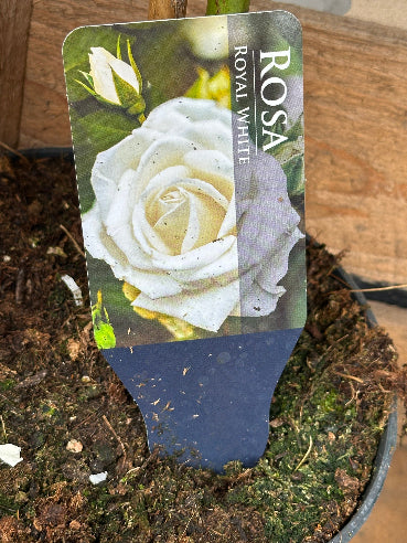 Opstammet rose - Hvid