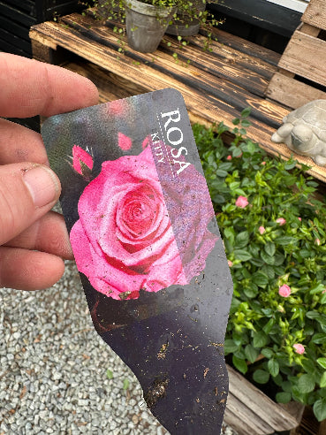Opstammet rose - Lyserød