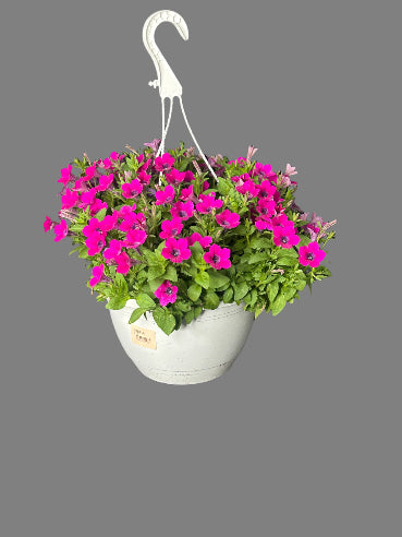 Ampel petunia Pink
