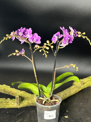 Orkide støvet lilla