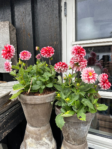 Grå lerpotte med dahlia i rød/hvid