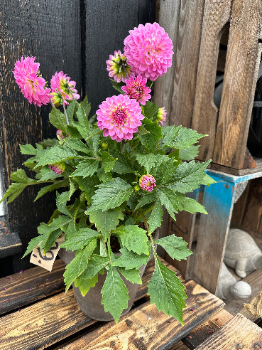 Grå lerpotte med lyserød dahlia