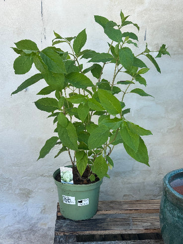 Phantom Hydrengea Paniculata