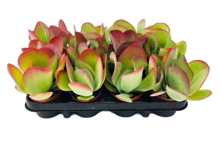 Øresvøb / Ørepadderok - Kalanchoe thyrsiflora