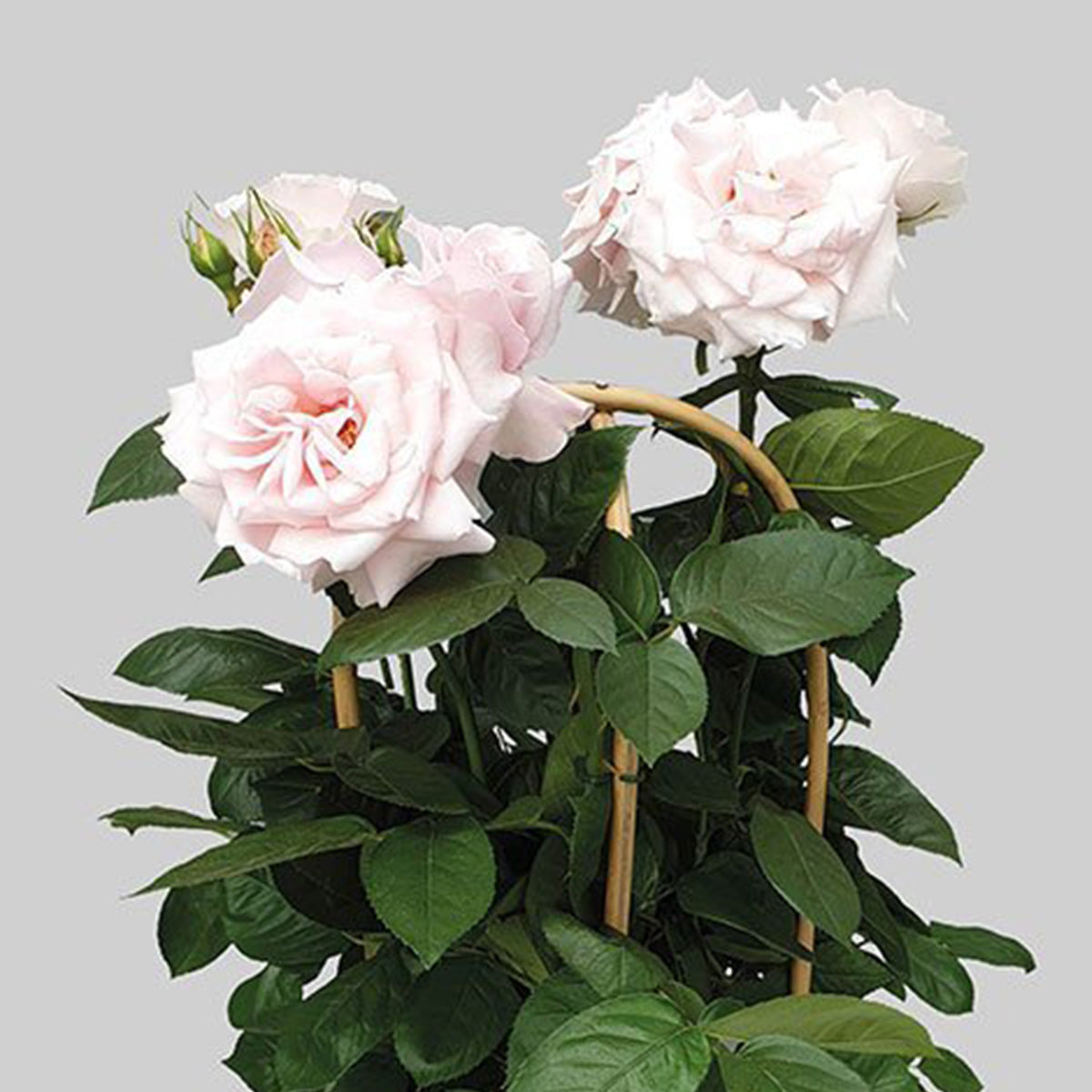 Rose Classic select
