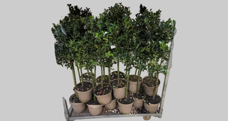 Opstammet ilex træ