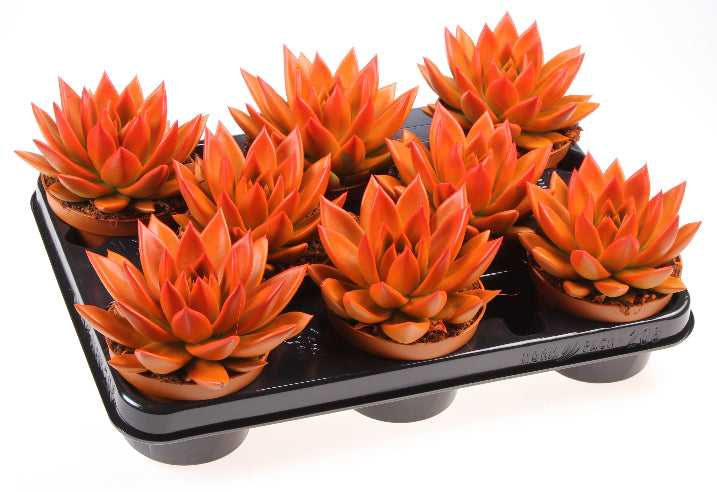 Echeveria Orange