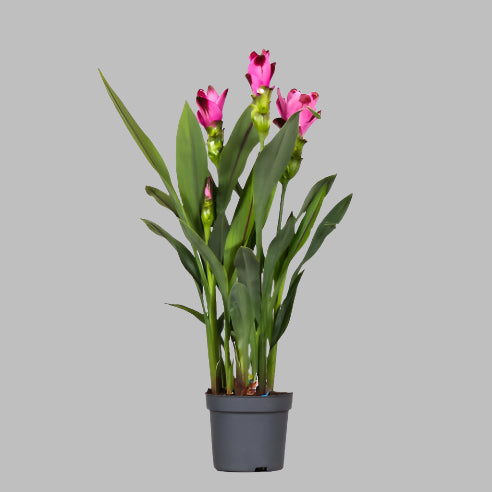 Curcuma pink