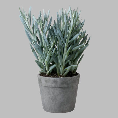 Curio bjerg sukkulent