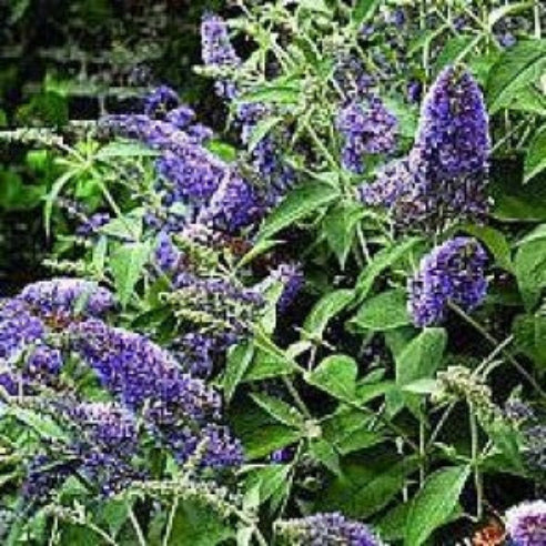 Sommerfuglebusk black knight