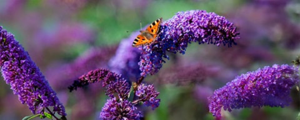 Sommerfuglebusk black knight