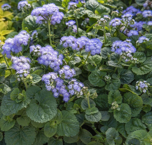 Ageratum - Blåkvast