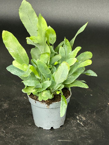 Phlebodium Blue Star Mini