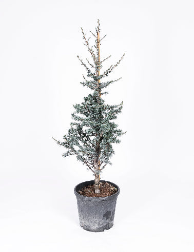 Cedertræ ca. 1 meter