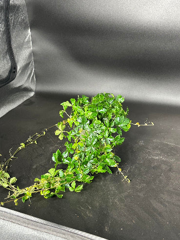 Cissus Stueplante (Japanvin)