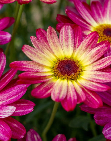 Margurit - lyserød crazy Daisy