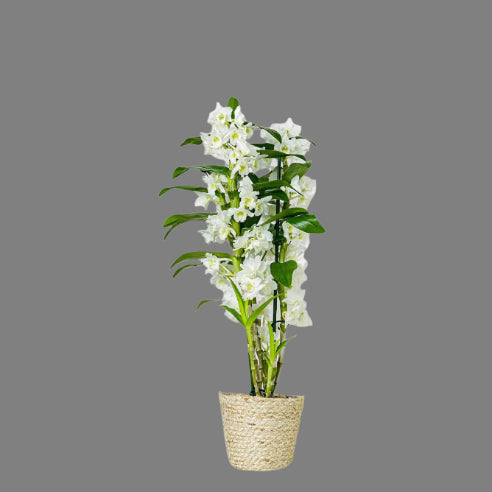 Dendrobium Orkide Hvid