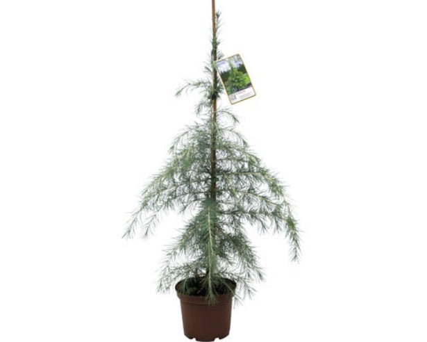 Deodara Ceder træ 60 cm