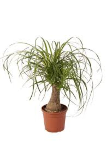 Elefantfod - Beaucarnea Recurvata