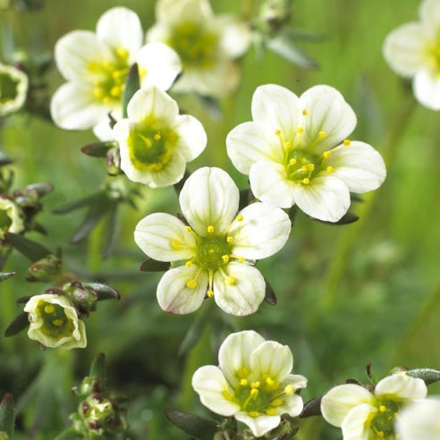 Saxifraga paniculata Hvid