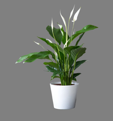 Fredslilje i 12 cm potte