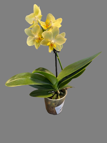 Mini orkide lys gul