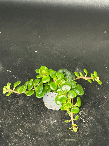 Sedum Pilea Mini