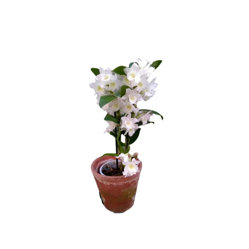 Dendrobium Hvid