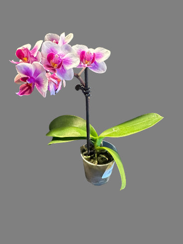 Mini orkide Hvid/Pink