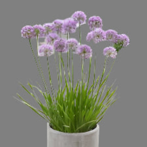 Allium Millenium
