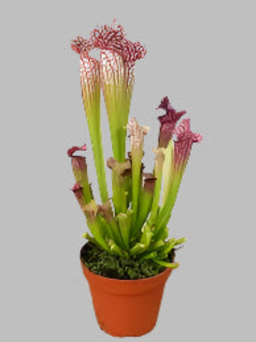 Sarracenia leucophylla (Hvidfliget fluefanger)