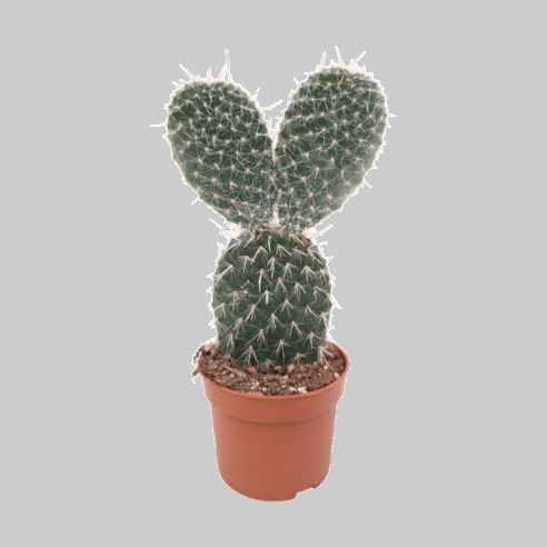 Kaktus - Opuntia