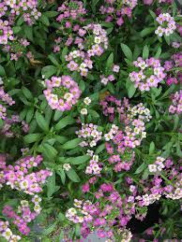 lobularia - Biblommer Lilla