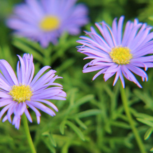 Dukkekrave Lilla - Brachyscome