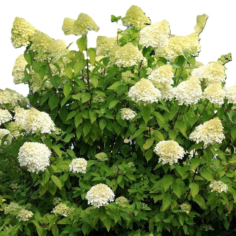 Hortensia Paniculata Limelight