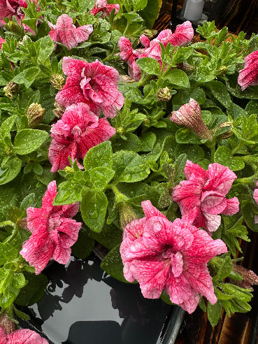 Petunia dobbelt Lyserød