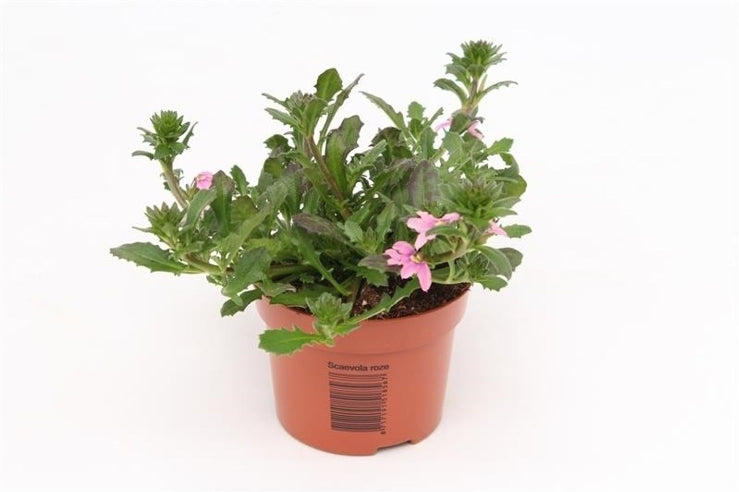 Fjerblomster Lyserøde