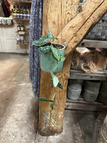 Ampel med stueplante