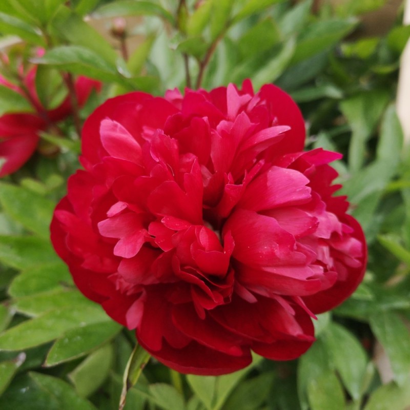 Silkepæoner / Bonderoser i Rød