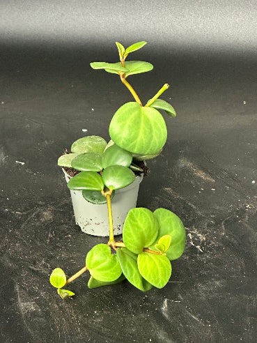 Peperomia Mini (Radiatorplante)
