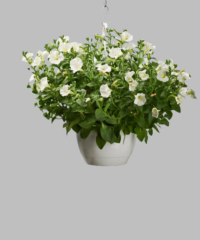 Ampel petunia i hvid