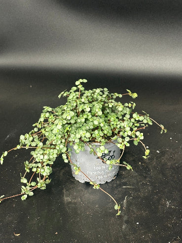 Pilea Greazy