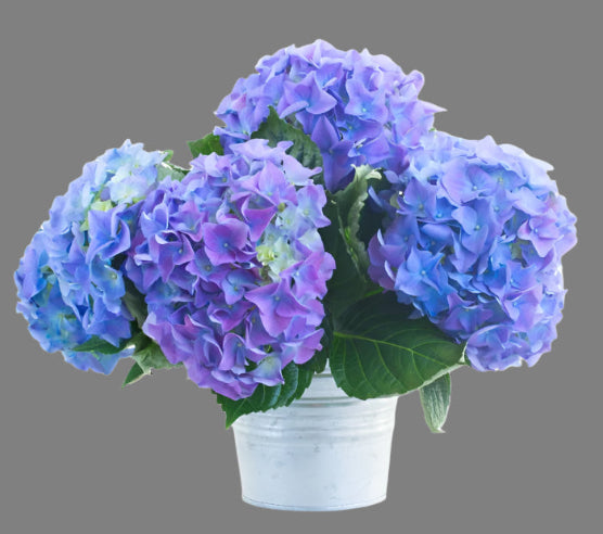 Hortensia Blå