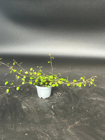 Pletter i luften Mini