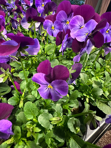 Hornviol Purple wing