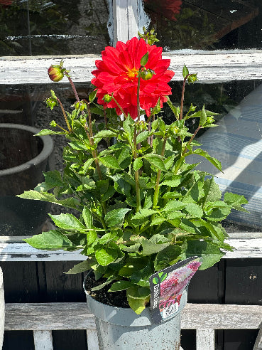 Dahlia Rød Stor-hovedet