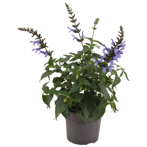 Salvia Staude