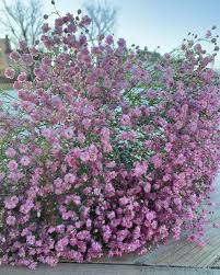 Rosa brudeslør i bundter